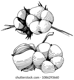 Flor de algodón de flores silvestres aislada en un estilo vectorial. Nombre completo de la planta: algodón. Flor silvestre vectorial para fondo, textura, patrón envolvente, marco o borde.