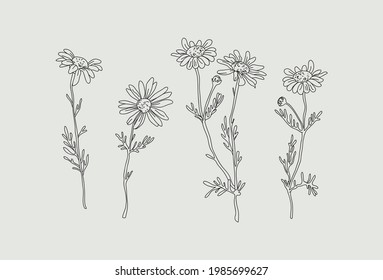 Wildflower daisy vector line art set. Flower doodle botanical collection. Herbal and meadow plants, grass. Vector illustration isolated on white background.