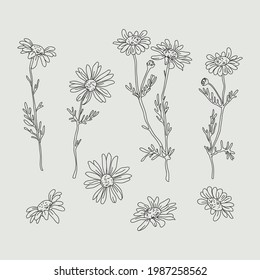 Wildflower daisy vector line art set. Flower doodle botanical collection. Herbal and meadow plants, grass. Vector illustration isolated on white background.