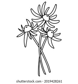 Wildflower daisy vector line art bouquet. Flower doodle botanical print. Herbal and meadow plants, grass. Vector illustration isolated on white background.