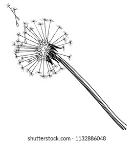 Wildflower dandelion  in a vector style isolated. Full name of the plant: dandelion. Vector flower for background, texture, wrapper pattern, frame or border.