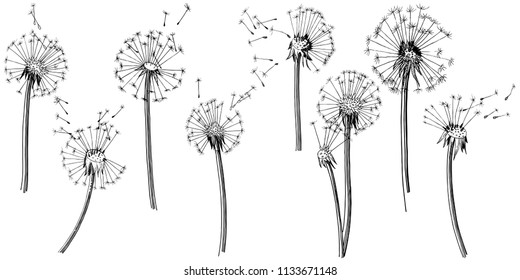 Wildflower dandelion  in a vector style isolated. Full name of the plant: dandelion. Vector flower for background, texture, wrapper pattern, frame or border.