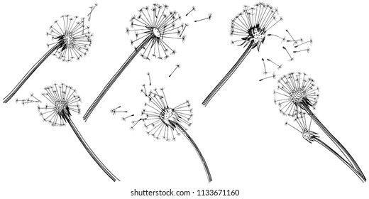 Wildflower dandelion  in a vector style isolated. Full name of the plant: dandelion. Vector flower for background, texture, wrapper pattern, frame or border.