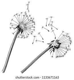 El diente de león de flores silvestres en un estilo vectorial aislado. Nombre completo de la planta: dandelion. Flor vectorial para fondo, textura, patrón envolvente, marco o borde.