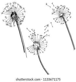 Wildflower dandelion  in a vector style isolated. Full name of the plant: dandelion. Vector flower for background, texture, wrapper pattern, frame or border.