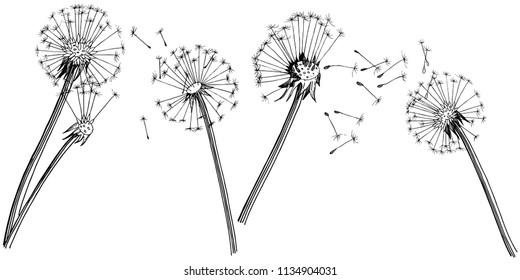 Wildflower dandelion  in a vector style isolated. Full name of the plant: dandelion. Vector flower for background, texture, wrapper pattern, frame or border.