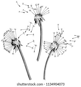 Wildflower dandelion  in a vector style isolated. Full name of the plant: dandelion. Vector flower for background, texture, wrapper pattern, frame or border.
