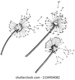 Wildflower dandelion  in a vector style isolated. Full name of the plant: dandelion. Vector flower for background, texture, wrapper pattern, frame or border.