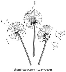 Wildflower dandelion  in a vector style isolated. Full name of the plant: dandelion. Vector flower for background, texture, wrapper pattern, frame or border.