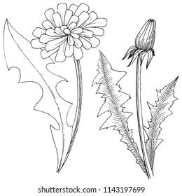 Wildflower dandelion in a vector style isolated. Full name of the plant: dandelion. Vector flower for background, texture, wrapper pattern, frame or border.