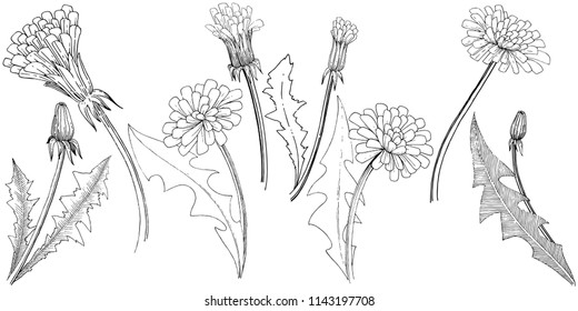 Wildflower dandelion in a vector style isolated. Full name of the plant: dandelion. Vector flower for background, texture, wrapper pattern, frame or border.