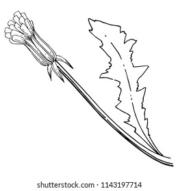Wildflower dandelion in a vector style isolated. Full name of the plant: dandelion. Vector flower for background, texture, wrapper pattern, frame or border.