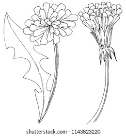 Wildflower dandelion in a vector style isolated. Full name of the plant: dandelion. Vector flower for background, texture, wrapper pattern, frame or border.