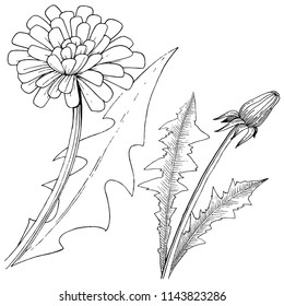 Wildflower dandelion in a vector style isolated. Full name of the plant: dandelion. Vector flower for background, texture, wrapper pattern, frame or border.
