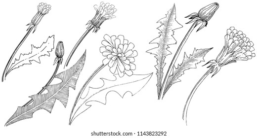 Wildflower dandelion in a vector style isolated. Full name of the plant: dandelion. Vector flower for background, texture, wrapper pattern, frame or border.