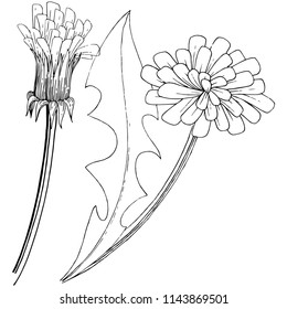 Wildflower dandelion in a vector style isolated. Full name of the plant: dandelion. Vector flower for background, texture, wrapper pattern, frame or border.