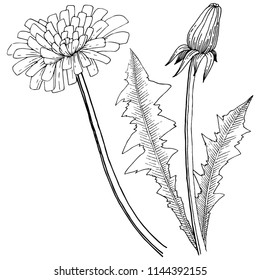 Wildflower dandelion in a vector style isolated. Full name of the plant: dandelion. Vector flower for background, texture, wrapper pattern, frame or border.