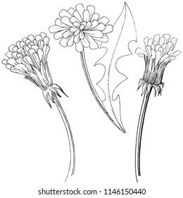 Wildflower dandelion in a vector style isolated. Full name of the plant: dandelion. Vector flower for background, texture, wrapper pattern, frame or border.