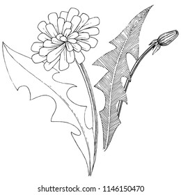 Wildflower dandelion in a vector style isolated. Full name of the plant: dandelion. Vector flower for background, texture, wrapper pattern, frame or border.