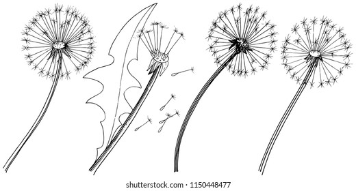 Wildflower dandelion in a vector style isolated. Full name of the plant: dandelion. Vector flower for background, texture, wrapper pattern, frame or border.