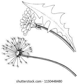 Wildflower dandelion in a vector style isolated. Full name of the plant: dandelion. Vector flower for background, texture, wrapper pattern, frame or border.