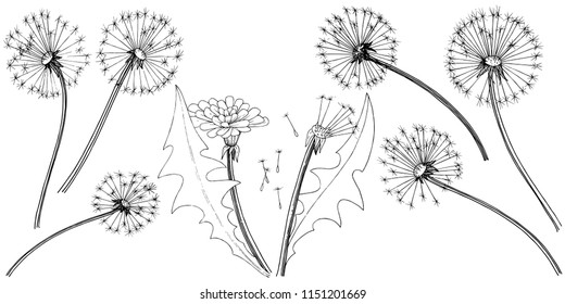 Wildflower dandelion in a vector style isolated. Full name of the plant: dandelion. Vector flower for background, texture, wrapper pattern, frame or border.