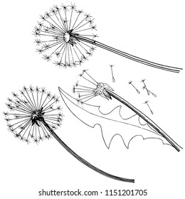 Wildflower dandelion in a vector style isolated. Full name of the plant: dandelion. Vector flower for background, texture, wrapper pattern, frame or border.