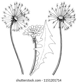 Wildflower dandelion in a vector style isolated. Full name of the plant: dandelion. Vector flower for background, texture, wrapper pattern, frame or border.