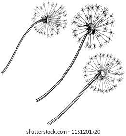 Wildflower dandelion in a vector style isolated. Full name of the plant: dandelion. Vector flower for background, texture, wrapper pattern, frame or border.