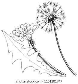 Wildflower dandelion in a vector style isolated. Full name of the plant: dandelion. Vector flower for background, texture, wrapper pattern, frame or border.