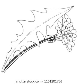 Wildflower dandelion in a vector style isolated. Full name of the plant: dandelion. Vector flower for background, texture, wrapper pattern, frame or border.