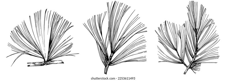 Wildflower fir-needle tree pattern in a one line style. Outline of the plant: Black and white engraved ink art needle. Sketch wild flower for background, texture, wrapper pattern, frame or border.