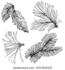 Wildflower fir-needle tree pattern in a one line style. Outline of the plant: Black and white engraved ink art needle. Sketch wild flower for background, texture, wrapper pattern, frame or border.