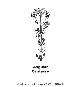 Wildflower hand-drawn line on a white background