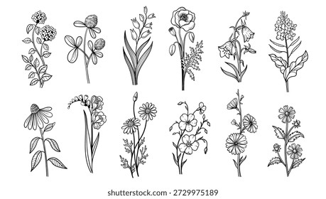 Wildflower herb doodle flowers set. Hand drawn clover, lily and poppy, bellflower and forget me not, coneflower and freesia, chamomile and pansy, cosmos, and daisy. Vector isolated sketch set.