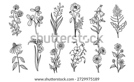 Wildflower herb doodle flowers set. Hand drawn clover, lily and poppy, bellflower and forget me not, coneflower and freesia, chamomile and pansy, cosmos, and daisy. Vector isolated sketch set.