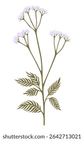 Wildflower illustration. Field plant. Vector.