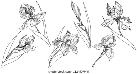 Wildflower irises in a vector style isolated. Full name of the plant: iris. Vector flower for background, texture, wrapper pattern, frame or border.