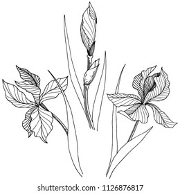 Wildflower irises in a vector style isolated. Full name of the plant: iris. Vector flower for background, texture, wrapper pattern, frame or border.