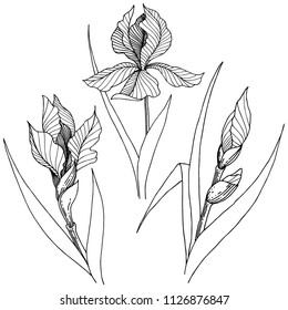 Flor silvestre en un estilo vectorial aislado. Nombre completo de la planta: iris. Flor vectorial para fondo, textura, patrón envolvente, marco o borde.