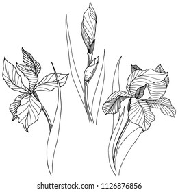 Wildflower irises in a vector style isolated. Full name of the plant: iris. Vector flower for background, texture, wrapper pattern, frame or border.