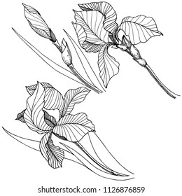 Wildflower irises in a vector style isolated. Full name of the plant: iris. Vector flower for background, texture, wrapper pattern, frame or border.