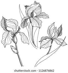 Wildflower irises in a vector style isolated. Full name of the plant: iris. Vector flower for background, texture, wrapper pattern, frame or border.