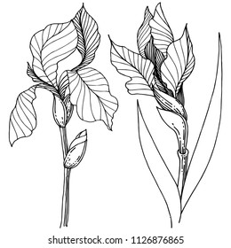 Wildflower irises in a vector style isolated. Full name of the plant: iris. Vector flower for background, texture, wrapper pattern, frame or border.