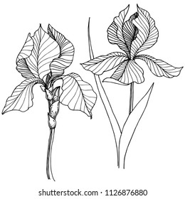 Wildflower irises in a vector style isolated. Full name of the plant: iris. Vector flower for background, texture, wrapper pattern, frame or border.