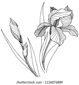 Wildflower irises in a vector style isolated. Full name of the plant: iris. Vector flower for background, texture, wrapper pattern, frame or border.