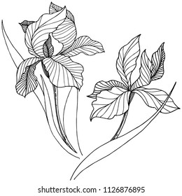 Wildflower irises in a vector style isolated. Full name of the plant: iris. Vector flower for background, texture, wrapper pattern, frame or border.