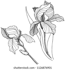 Wildflower irises in a vector style isolated. Full name of the plant: iris. Vector flower for background, texture, wrapper pattern, frame or border.