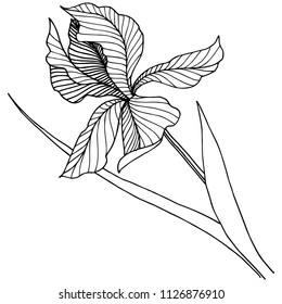Wildflower irises in a vector style isolated. Full name of the plant: iris. Vector flower for background, texture, wrapper pattern, frame or border.
