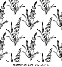 Wildflower lavender flower pattern in a one line style. Outline of the plant: Black and white engraved ink art lavender. Sketch wild flower for background, texture, wrapper pattern, frame or border.